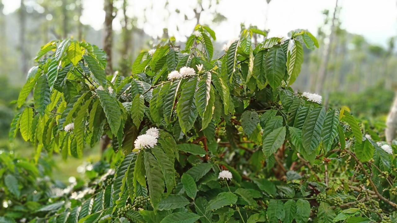 MeenangadiThe Suvistara Wayanad Kerala住宿加早餐旅馆 外观 照片